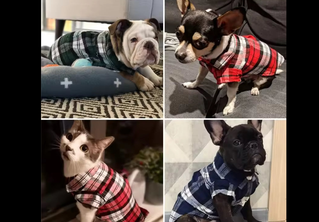 Chihuahua Plaid Shirt