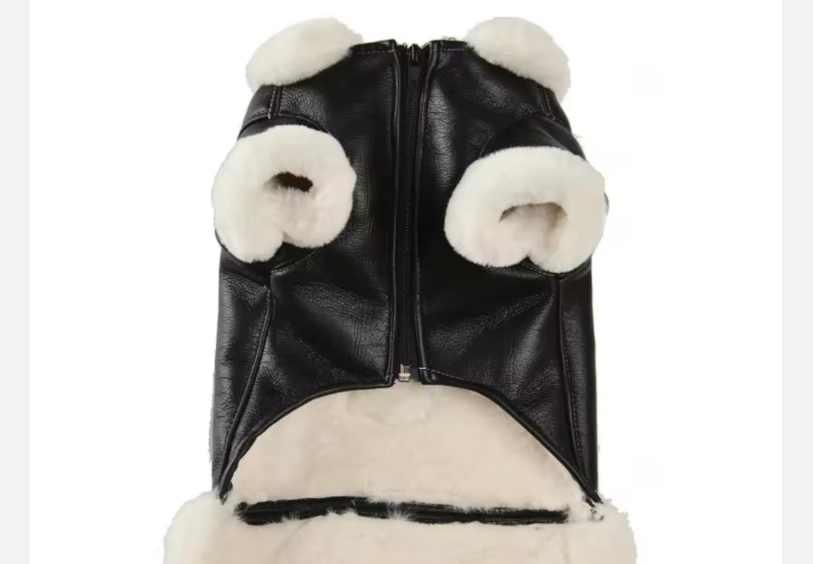 Cute Eagle Chihuahua Jacket