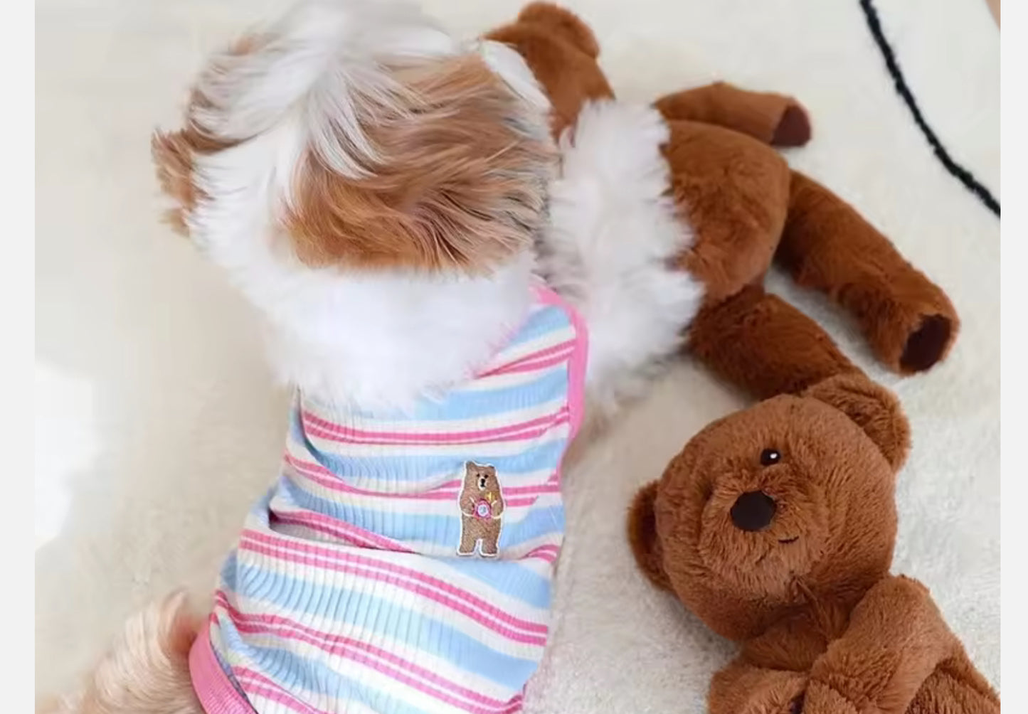Chihuahua Cute Bear Vest
